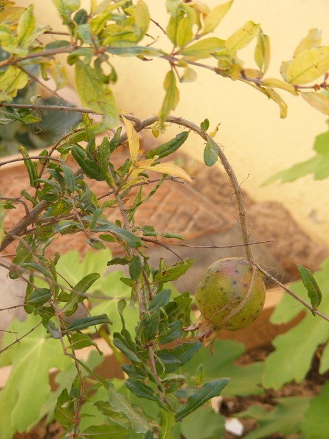 pomergranate fruit
